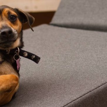 Happy Birthday Dotty