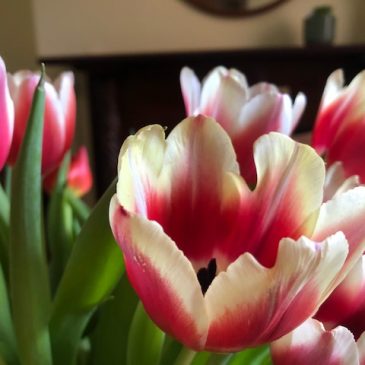 Spring in my step…